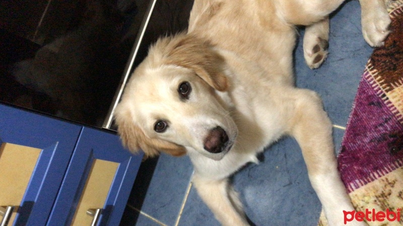 Golden Retriever, Köpek  Golden fotoğrafı