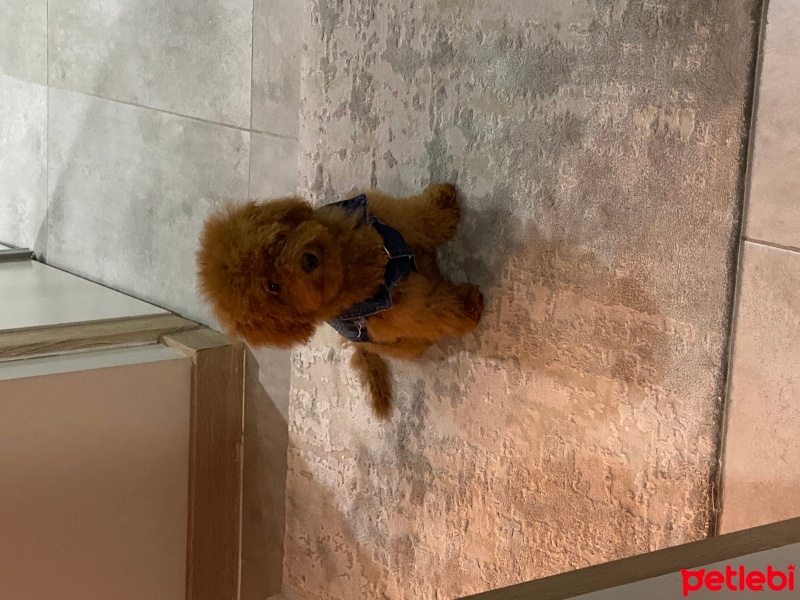 Poodle(Standart Kaniş), Köpek  Helly fotoğrafı