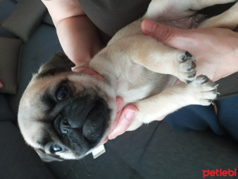 Pug, Köpek  Rüzgar fotoğrafı