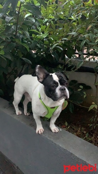 Fransız Bulldog, Köpek  Dobby fotoğrafı