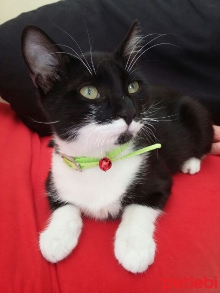 York Chocolate, Kedi  Şapşik fotoğrafı