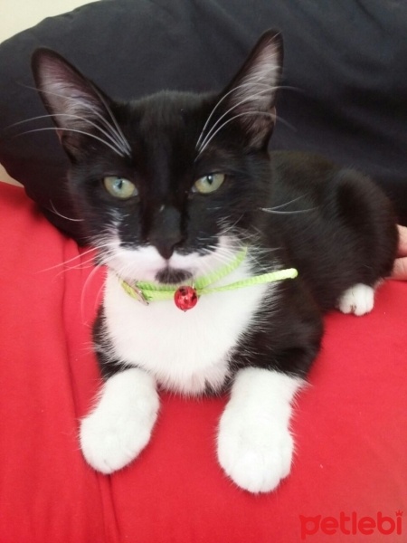 York Chocolate, Kedi  Şapşik fotoğrafı