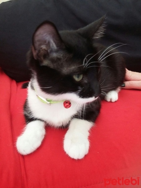 York Chocolate, Kedi  Şapşik fotoğrafı