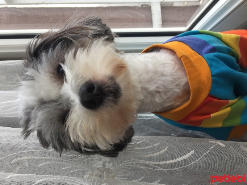 Maltese, Köpek  Maya fotoğrafı