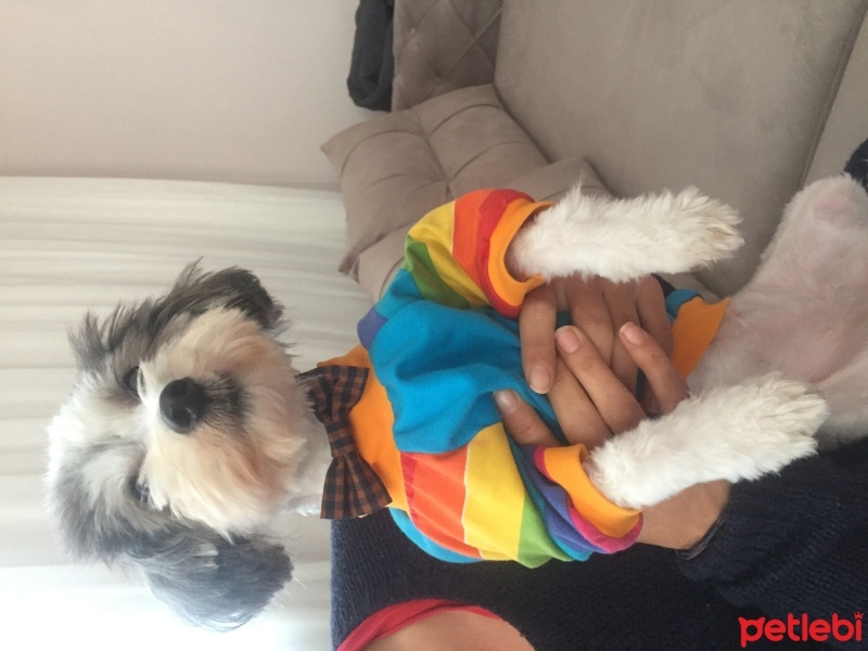 Maltese, Köpek  Maya fotoğrafı