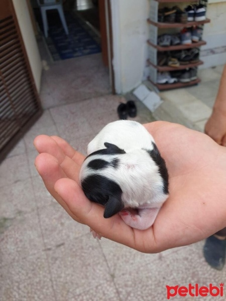 Maltese, Köpek  Maya fotoğrafı