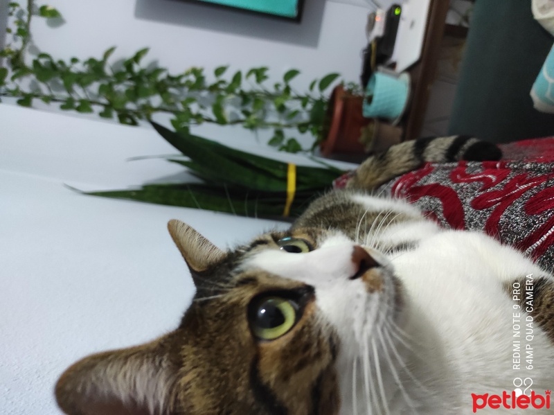 Tekir Kedi, Kedi  Minnoş fotoğrafı