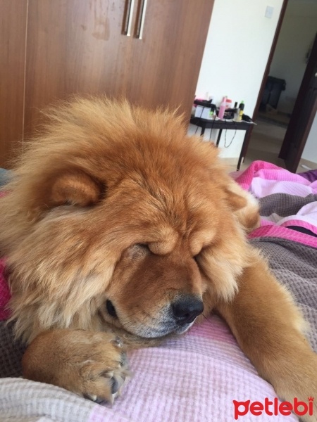 Chow Chow (çin Aslanı), Köpek  zeus fotoğrafı