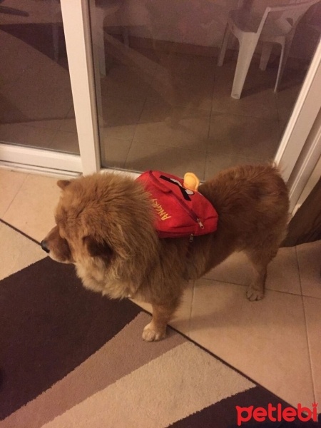 Chow Chow (çin Aslanı), Köpek  zeus fotoğrafı