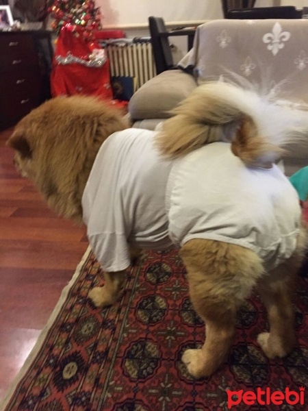 Chow Chow (çin Aslanı), Köpek  zeus fotoğrafı