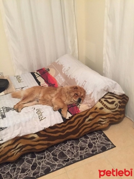 Chow Chow (çin Aslanı), Köpek  zeus fotoğrafı
