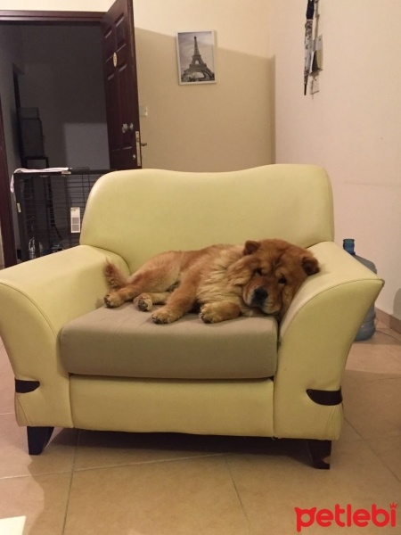 Chow Chow (çin Aslanı), Köpek  zeus fotoğrafı