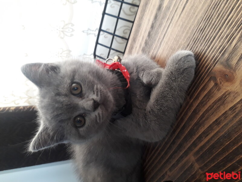 British Shorthair, Kedi  Yaman fotoğrafı