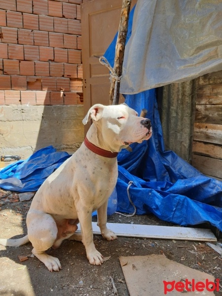 Amerikan Pitbull Terrier, Köpek  Doğo fotoğrafı