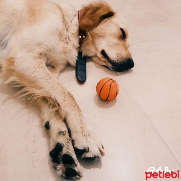 Golden Retriever, Köpek  Maya fotoğrafı