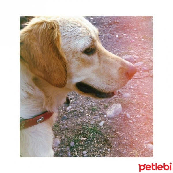 Golden Retriever, Köpek  Maya fotoğrafı