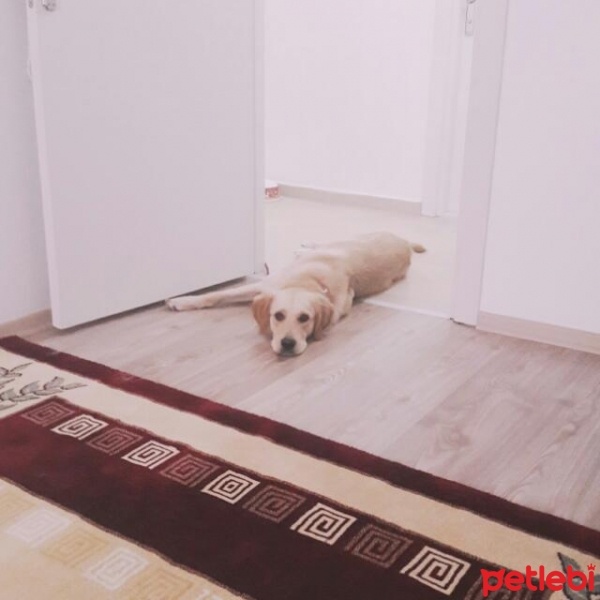 Golden Retriever, Köpek  Maya fotoğrafı