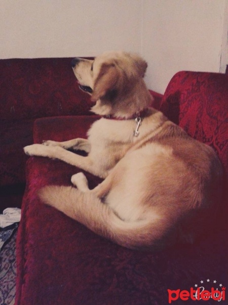 Golden Retriever, Köpek  Maya fotoğrafı
