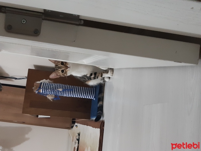 Tekir Kedi, Kedi  Paşa fotoğrafı