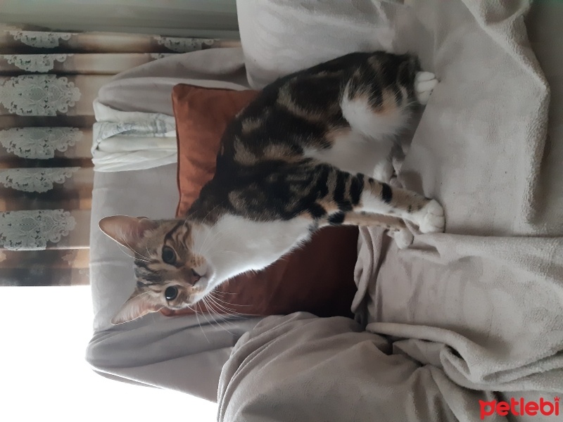 Tekir Kedi, Kedi  Paşa fotoğrafı