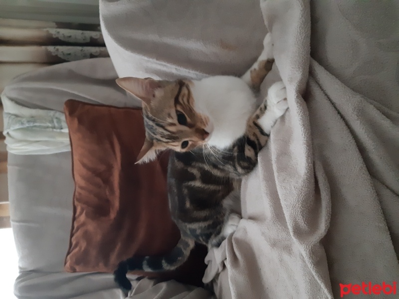 Tekir Kedi, Kedi  Paşa fotoğrafı