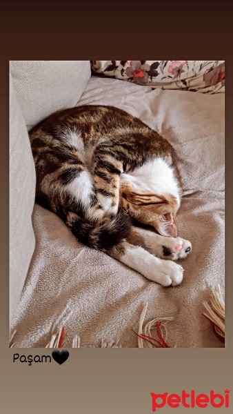Tekir Kedi, Kedi  Paşa fotoğrafı