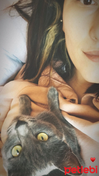 Tekir Kedi, Kedi  Mırmırsu fotoğrafı