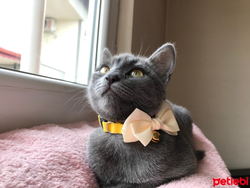 Tekir Kedi, Kedi  Mırmırsu fotoğrafı