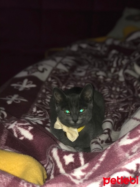Tekir Kedi, Kedi  Mırmırsu fotoğrafı