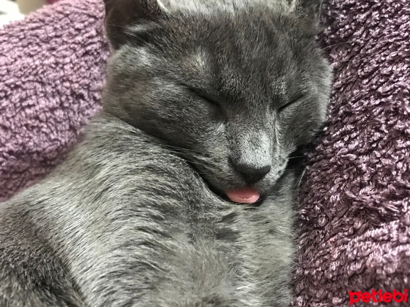 Tekir Kedi, Kedi  Mırmırsu fotoğrafı
