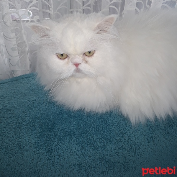 İran Kedisi (Persian), Kedi  Pamuk fotoğrafı