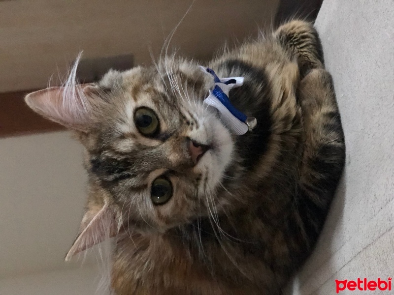 Tekir Kedi, Kedi  Boncuk fotoğrafı