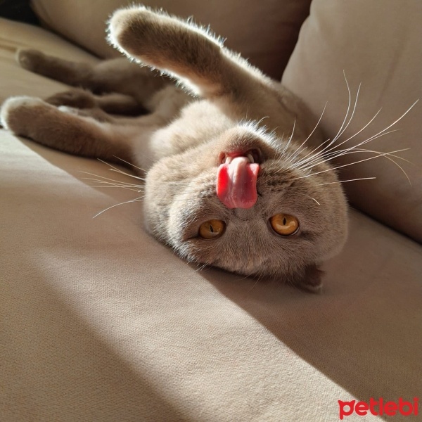Scottish Fold, Kedi  Floki Red Stark fotoğrafı