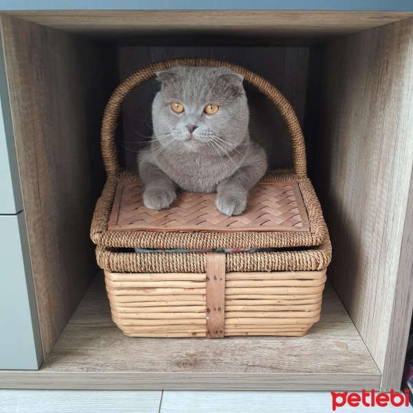 Scottish Fold, Kedi  Floki Red Stark fotoğrafı