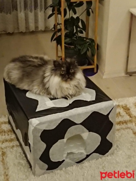 Chinchilla, Kedi  Gölge fotoğrafı