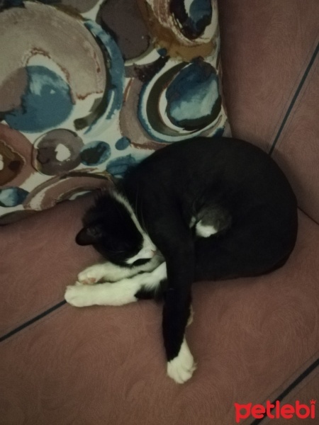 Chinchilla, Kedi  Gölge fotoğrafı