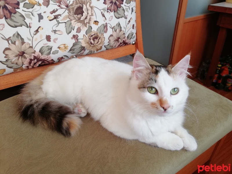 Tekir Kedi, Kedi  Tombiş fotoğrafı