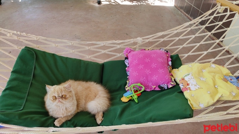 İran Kedisi (Persian), Kedi  Violet fotoğrafı