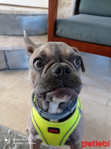 Fransız Bulldog, Köpek  MİSHA fotoğrafı