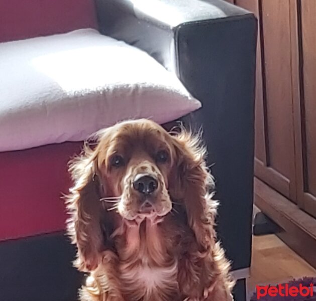 İngiliz Cocker Spaniel, Köpek  Rudi fotoğrafı