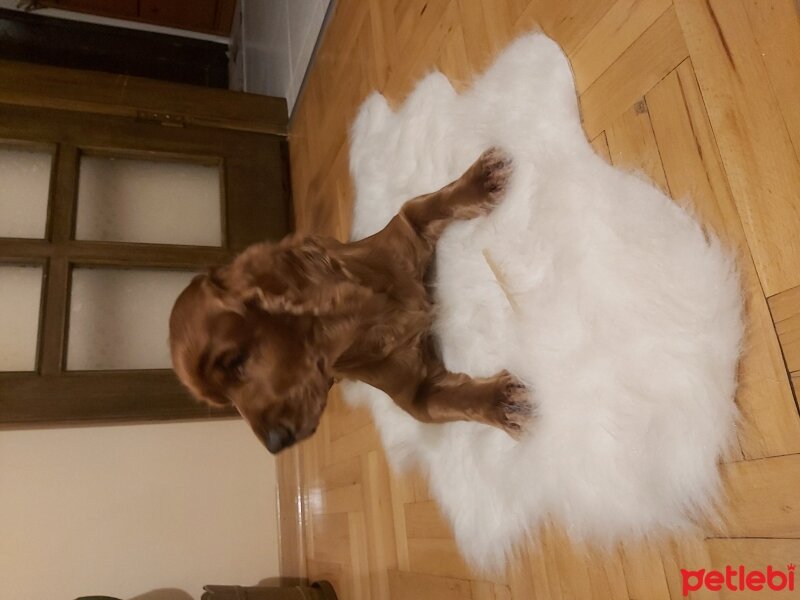 İngiliz Cocker Spaniel, Köpek  Rudi fotoğrafı