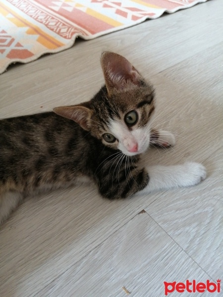 Tekir Kedi, Kedi  Duman fotoğrafı