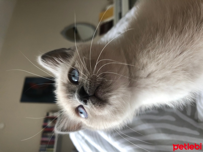 British Shorthair, Kedi  Merlin fotoğrafı