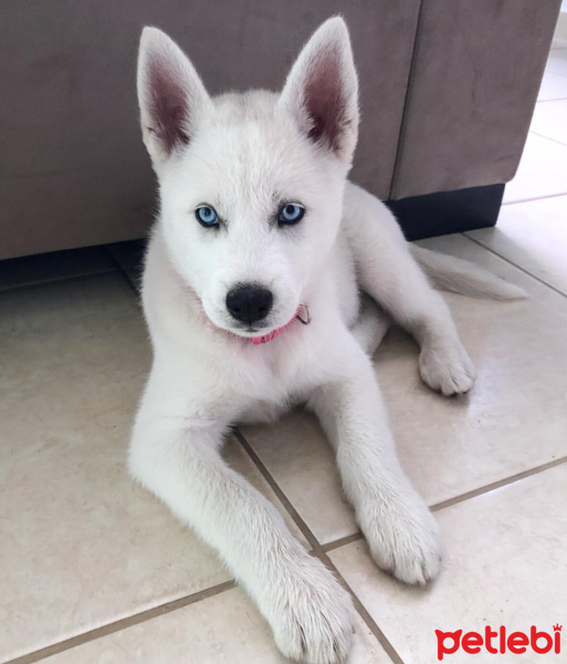Sibirya Kurdu (Husky), Köpek  Pamuk fotoğrafı