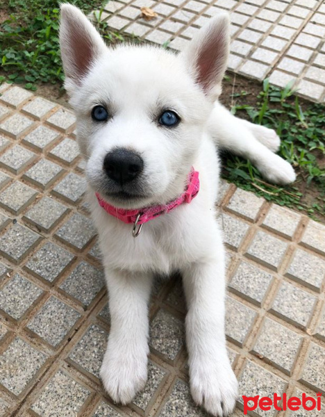Sibirya Kurdu (Husky), Köpek  Pamuk fotoğrafı