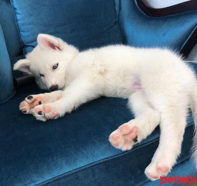 Sibirya Kurdu (Husky), Köpek  Pamuk fotoğrafı