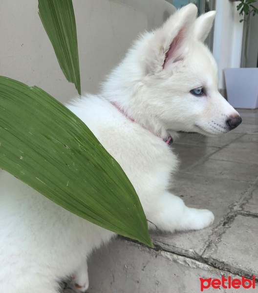 Sibirya Kurdu (Husky), Köpek  Pamuk fotoğrafı