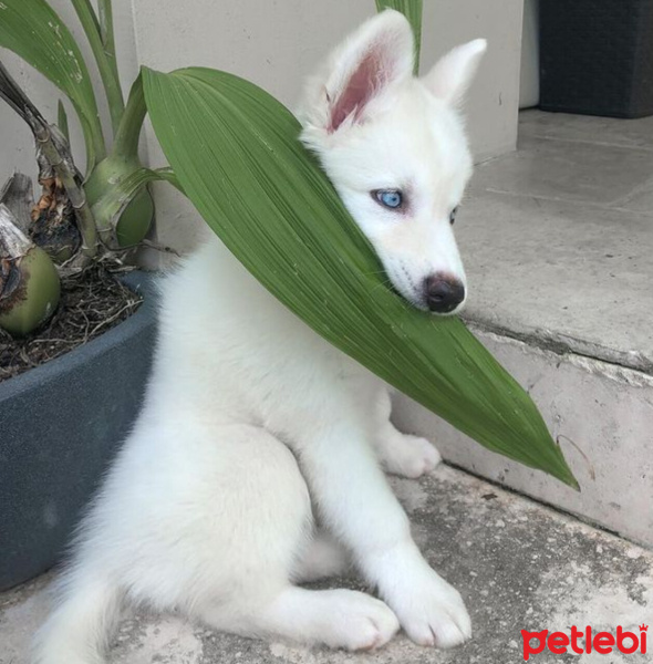Sibirya Kurdu (Husky), Köpek  Pamuk fotoğrafı