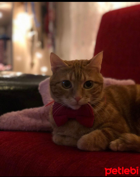 Sarman, Kedi  Müdür fotoğrafı