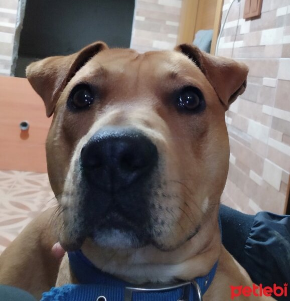 Amerikan Staffordshire Terrier, Köpek  Rusty fotoğrafı